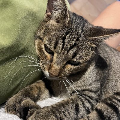 cat cat